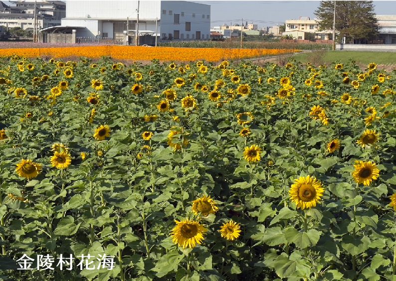 金陵村花海